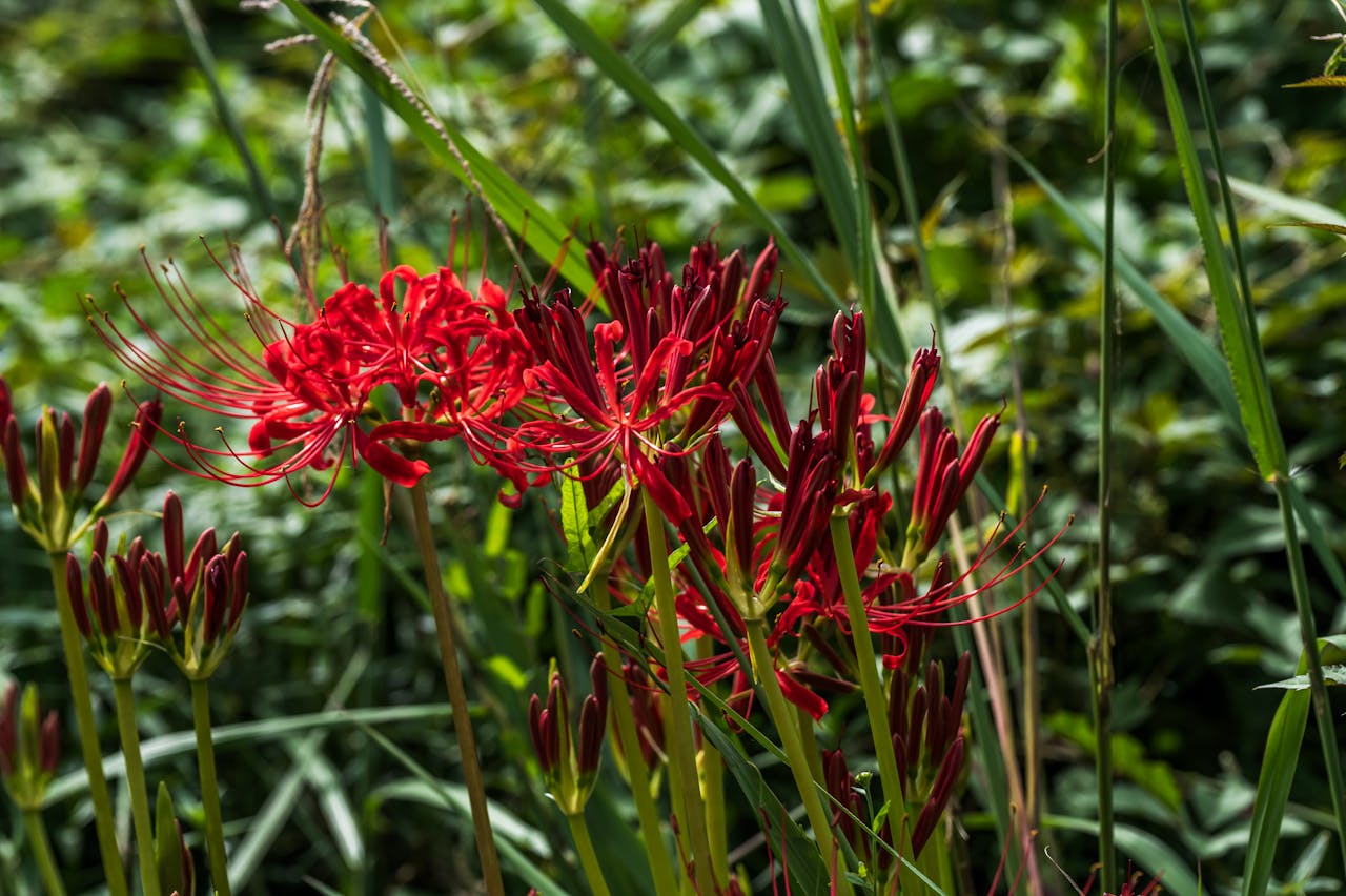 portfolio-02 vibrant-red-spider-lily-in-lush-greenery-34025459